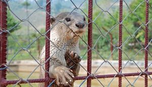 Teuk Chhu Zoo